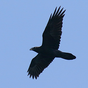 Common Raven